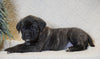 AKC Registered English Mastiff For Sale Baltic, OH Female - Maxine