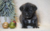 AKC Registered English Mastiff For Sale Baltic, OH Female - Abby