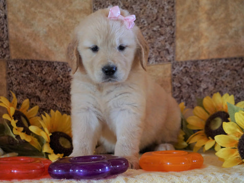 AKC Registered Golden Retriever For Sale Sugarcreek, OH Female- Callie