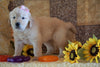 AKC Registered Golden Retriever For Sale Sugarcreek, OH Female- Callie
