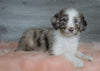 Aussiedoodle (Standard) For Sale Baltic, OH Male- Rubble