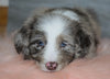 Aussiedoodle (Standard) For Sale Baltic, OH Male- Rubble
