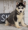 CKC Registered Siberian Husky For Sale Millersburg, OH Male - Buster