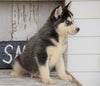 CKC Registered Siberian Husky For Sale Millersburg, OH Male - Buster