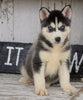 CKC Registered Siberian Husky For Sale Millersburg, OH Male - Buster