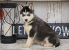 CKC Registered Siberian Husky For Sale Millersburg, OH Male - Buster