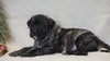 AKC Registered English Mastiff For Sale Baltic, OH Male - Tyson