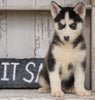 CKC Registered Siberian Husky For Sale Millersburg, OH Female - Julie