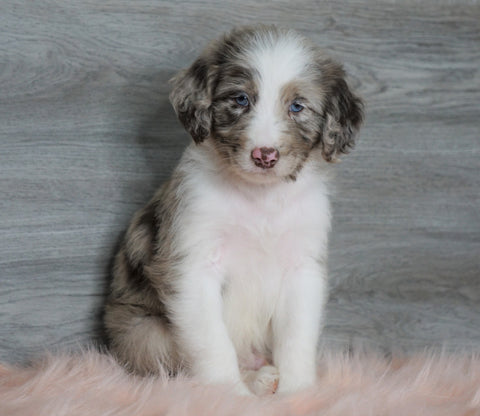 Aussiedoodle (Standard) For Sale Baltic, OH Male- Rubble