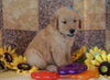 AKC Registered Golden Retriever For Sale Sugarcreek, OH Male- Sam