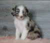 Aussiedoodle (Standard) For Sale Baltic, OH Male- Rubble