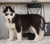 CKC Registered Siberian Husky For Sale Millersburg, OH Female - Julie