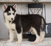 CKC Registered Siberian Husky For Sale Millersburg, OH Female - Julie