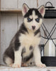 CKC Registered Siberian Husky For Sale Millersburg, OH Female - Julie