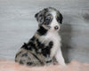 Aussiedoodle (Standard) For Sale Baltic, OH Female- Annie