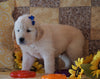 AKC Registered Golden Retriever For Sale Sugarcreek, OH Male- Mike