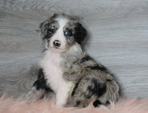 Aussiedoodle (Standard) For Sale Baltic, OH Female- Annie
