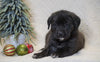 AKC Registered English Mastiff For Sale Baltic, OH Female - Mia
