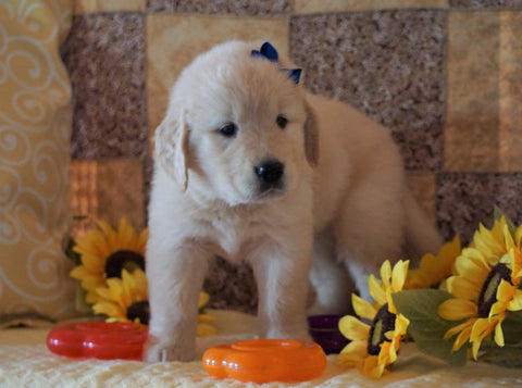 AKC Registered Golden Retriever For Sale Sugarcreek, OH Male- Mike