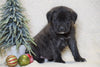 AKC Registered English Mastiff For Sale Baltic, OH Female - Mia