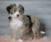 Aussiedoodle (Standard) For Sale Baltic, OH Female- Skye