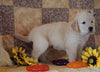 AKC Registered Golden Retriever For Sale Sugarcreek, OH Male- Mike