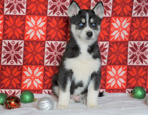 Siberian Husky For Sale Fredericksburg, OH Male - Porter