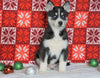 Siberian Husky For Sale Fredericksburg, OH Male - Porter