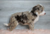 Aussiedoodle (Standard) For Sale Baltic, OH Female- Skye