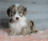 Aussiedoodle (Standard) For Sale Baltic, OH Female- Skye