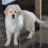 AKC Registered Golden Retriever For Sale Wooster, OH Male - Teddy
