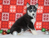 Siberian Husky For Sale Fredericksburg, OH Male - Porter