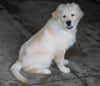 AKC Registered Golden Retriever For Sale Wooster, OH Male - Teddy