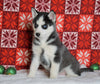 Siberian Husky For Sale Fredericksburg, OH Male - Panda