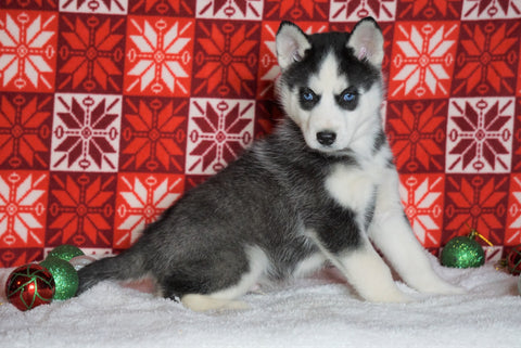 Siberian Husky For Sale Fredericksburg, OH Male - Panda