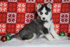Siberian Husky For Sale Fredericksburg, OH Male - Panda