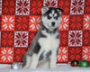 Siberian Husky For Sale Fredericksburg, OH Female - Posey