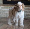 AKC Registered Cocker Spaniel For Sale Wooster, OH Male- Brody
