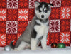 Siberian Husky For Sale Fredericksburg, OH Female - Posey