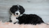 Aussiedoodle (Standard) For Sale Baltic, OH Female- Milla