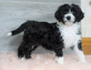 Aussiedoodle (Standard) For Sale Baltic, OH Female- Milla
