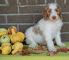 F1B Labradoodle For Sale Millersburg, OH Female- Twila