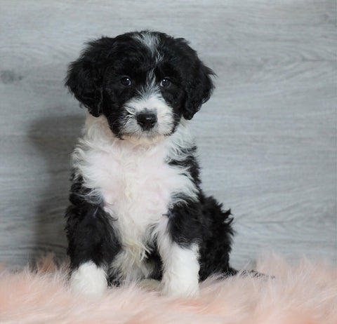 Aussiedoodle (Standard) For Sale Baltic, OH Female- Milla