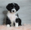 Aussiedoodle (Standard) For Sale Baltic, OH Female- Milla