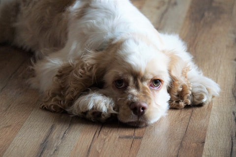 AKC Registered Cocker Spaniel For Sale Wooster, OH Male- Brody