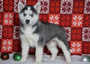 Siberian Husky For Sale Fredericksburg, OH Male - Pyper