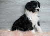 Aussiedoodle (Standard) For Sale Baltic, OH Female- Milla