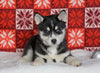 Siberian Husky For Sale Fredericksburg, OH Female - Paisley