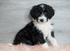Aussiedoodle (Standard) For Sale Baltic, OH Female- Milla