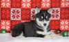 Siberian Husky For Sale Fredericksburg, OH Female - Paisley